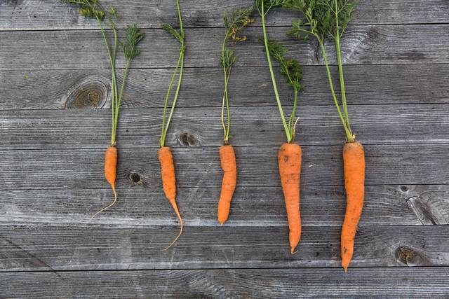 Выбор сорта моркови