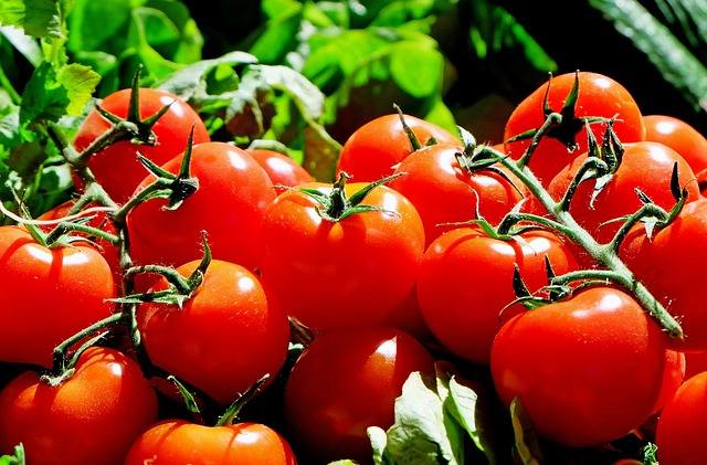 сорта помидор самые урожайные