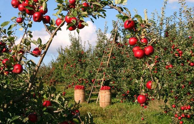 Увеличение урожайности яблони