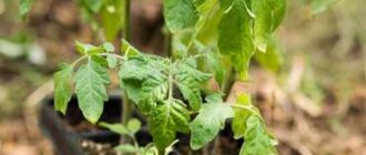 Уход и правила высаживания помидорной рассады