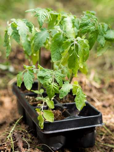 Уход и правила высаживания помидорной рассады
