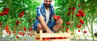 формирования новых сортов томатов