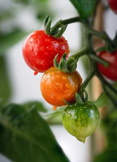 Основные виды формирования индетерминантных томатов