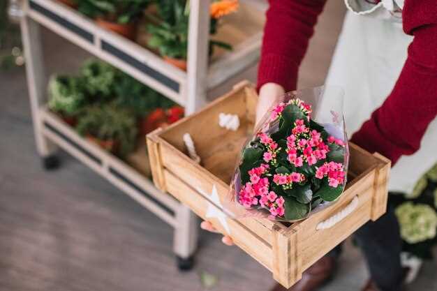 Как сохранить хризантемы зимой в открытом грунте или в квартире?