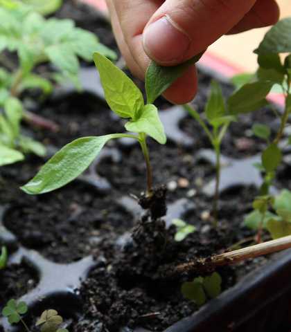Когда нужно сажать перец на рассаду: особенности посадки, выращивания и ухода