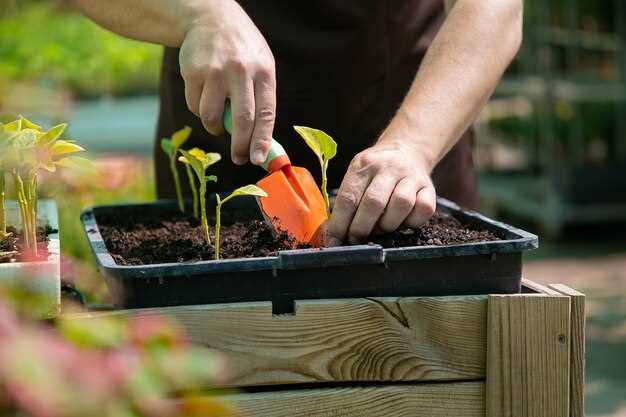 Как правильно посадить астильбу и заботиться о ней на открытом грунте?