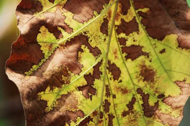 Септориоз листьев пионов проявляется желто-коричневыми пятнами