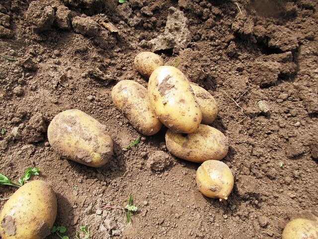 Как-правильно-хранить-картофель