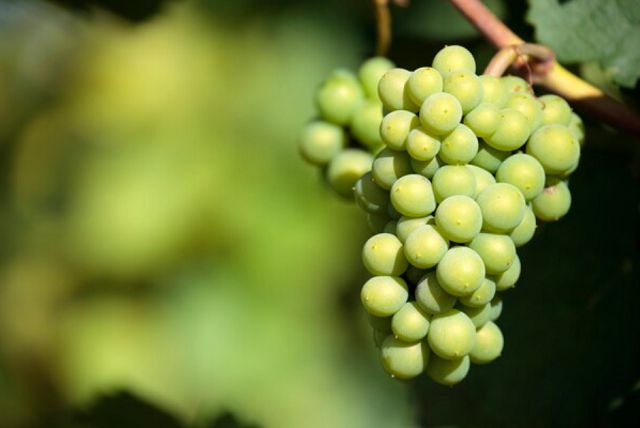 выращивание-виноград